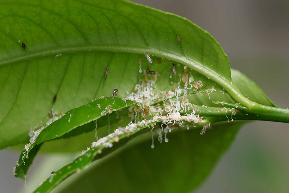 亞洲柑橘木蝨的幼蟲在樹葉上留下一種白色分泌物