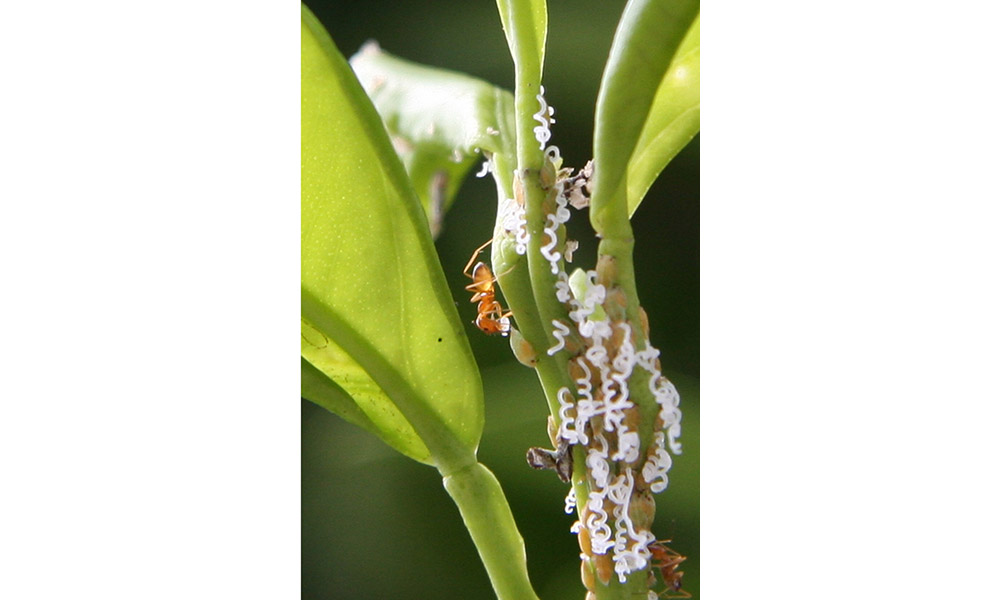 樹葉上的螞蟻和亞洲柑橘木蝨