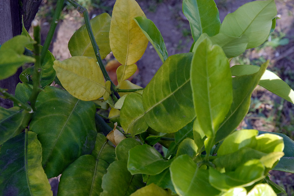 黃龍病導致柑橘樹葉黃化