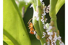 樹葉上的螞蟻和亞洲柑橘木蝨