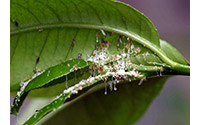 나무 잎에 흰색 분비물을 분비하는 아시아 시트러스 필리드 유충
