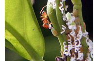 나뭇잎의 아시아 시트러스 필리드와 개미