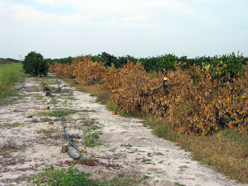 Enfermedad del enverdecimiento de los cítricos en los huertos de Florida