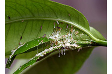 Las ninfas del psílido asiático de los cítricos producen una secreción blanca en las hojas de los árboles