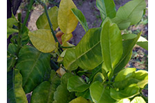Bệnh vàng lá gân xanh dẫn đến hiện tượng lá vàng trên cây.