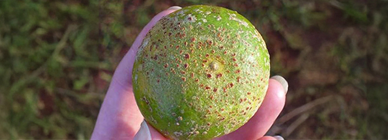 Sweet Orange Scab (SOS)