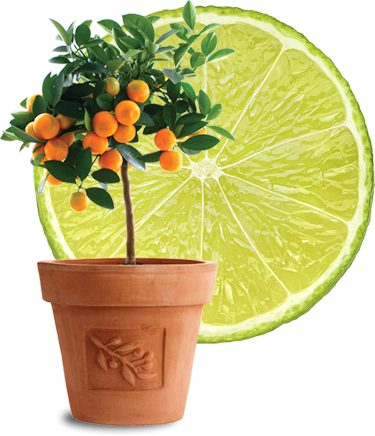 Citrus Lime