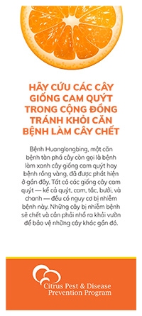 HLB Panel Card - Vietnamese