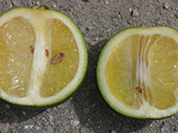 infected fruit
