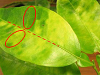 diagram of leaf