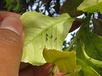 psyllids of leaf