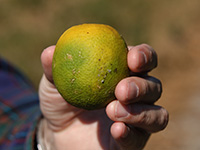 image of infected citrus fruit