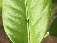 psyllid on leaf