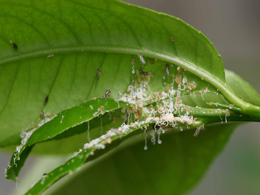 Asian Citrus Psyllid