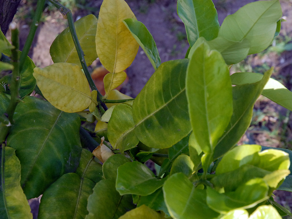 Huanglongbing causing yellow leaves on citrus tree