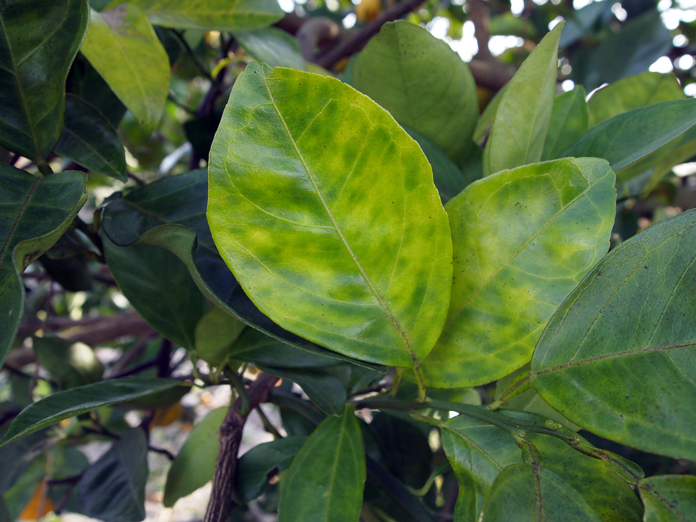 Citrus tree leaves turning yellow from Huanglongbing