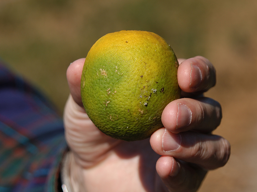 Citrus greening disease shown on fruit