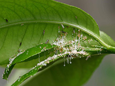 Asian citrus psyllid nymphs produce a white secretion on tree leaves
