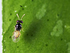 Limited success with biological control of Asian citrus psyllid