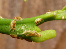 Tamarixia holes in Asian citrus psyllid nymph carcasses