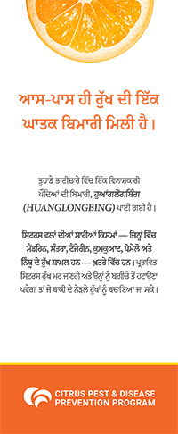 HLB Panel Card - Punjabi